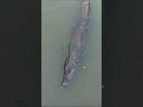Massive Crocodile Spotted swarm under me. #funnyanimals #crocodile #sgwildlife #saltwatercrocodile thumbnail
