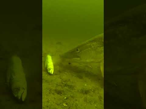 What is this pike doing? thumbnail