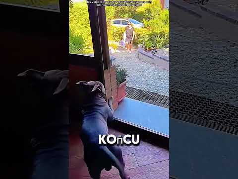 Niezwykła więź psa z rodziną!#shorts thumbnail
