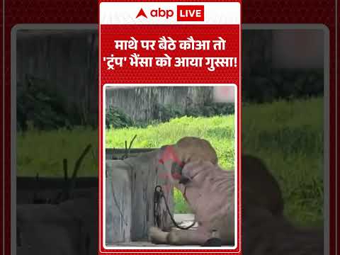 Trump Buffalo Viral Video | माथे पर बैठे कौआ तो 'ट्रंप' भैंसा को आया गुस्सा!  | #shorts #viralnews thumbnail