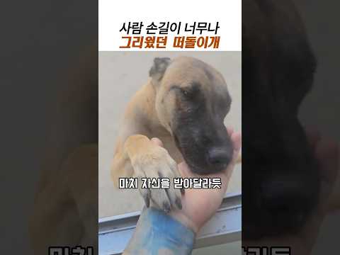 사람손길이 너무그리웠던 떠돌이개에게 찾아온행복#유기견 #강아지 입양 thumbnail