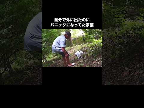 自分で外に出てパニックになって怒ってやっと捕まえた日 #猫 #脱走猫 #家猫 #shorts thumbnail