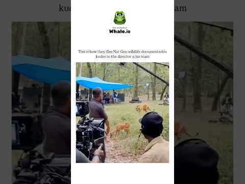 Wait For End😳Funny Animals Movie Shoot😂😂 #Usa #Newyork #animals #tiger #forest #hunt #funny thumbnail
