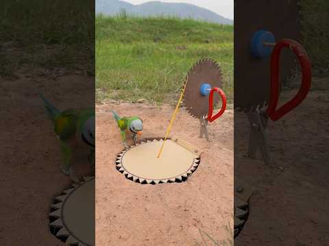 Awesome Unique Parrot Trap #shorts thumbnail