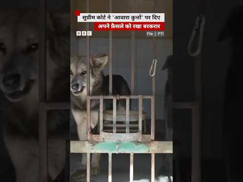 आवारा कुत्तों पर सुप्रीम कोर्ट ने अपने फ़ैसले को रखा बरकरार #straydogs #supremecourt thumbnail