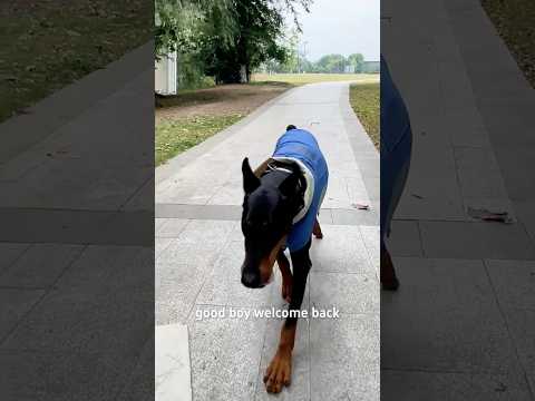 My dog can run for free #petphone #dog #doglife #petparents #petlovers thumbnail