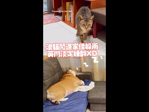 【完全不在乎XD】浪貓闖進家借躲雨！英鬥淡定睡翻 #Shorts thumbnail