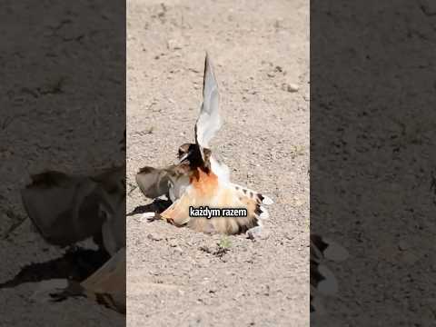 Nigdy Nie Pomagaj Temu „Rannemu" Ptakowi thumbnail