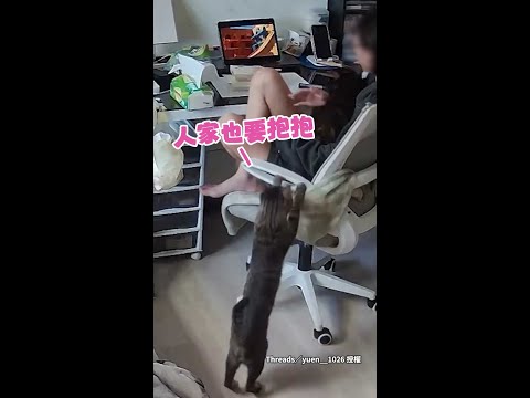 【椅子快超載啦】3隻貓跳媽身上饋修！撒嬌討摸讓人羨慕❤ #Shorts thumbnail