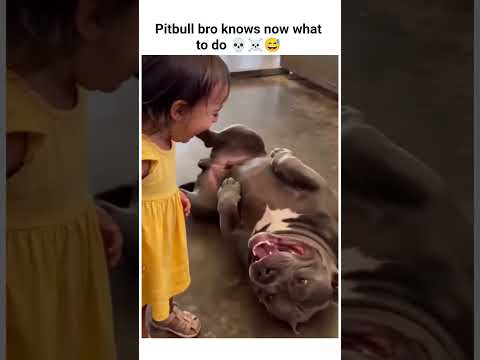 Pitbull bro knows now what to do ???☠️#viral #funny #memehub #yt #shorts #shortvideo #memes #pets thumbnail
