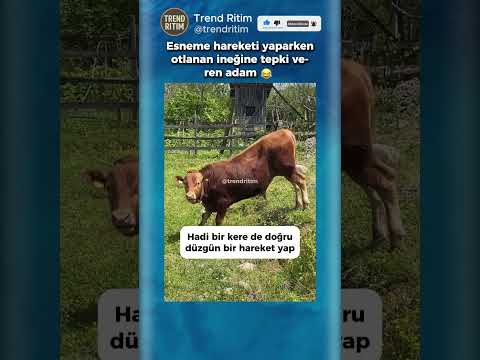 Esneme Hareketi Yaparken Otlanan İnek ?? thumbnail