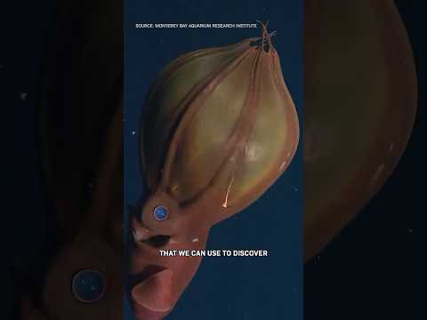 Guess How Many Deep Sea Animals Are UNKNOWN thumbnail
