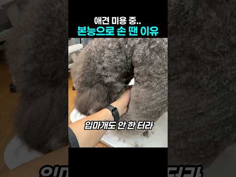 "갑자기 왜 이러지?..." 댕댕이 미용중 천천히 손 땐 이유 thumbnail