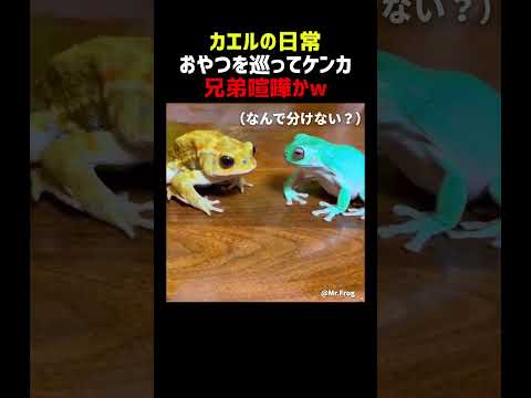 カエル おやつを巡ってケンカ thumbnail
