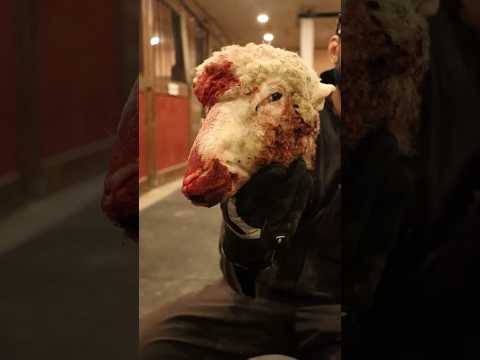 I Gave My Puppy a Lamb’s Head for the First Time thumbnail