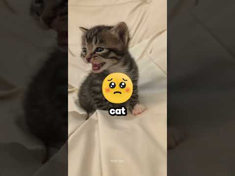 She laughed at the cat, until she won😱/ #shortsvideo thumbnail