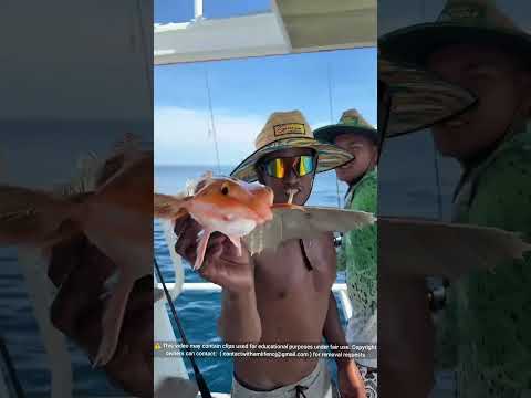 Apa yang terjadi pada ikan terbang itu? thumbnail
