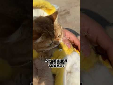 【牛奶是只猫】为什么那么偏心 thumbnail