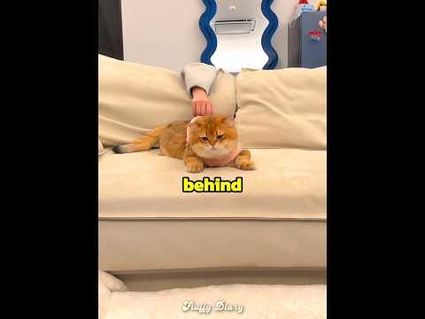 This cat is scared of dark ??? thumbnail