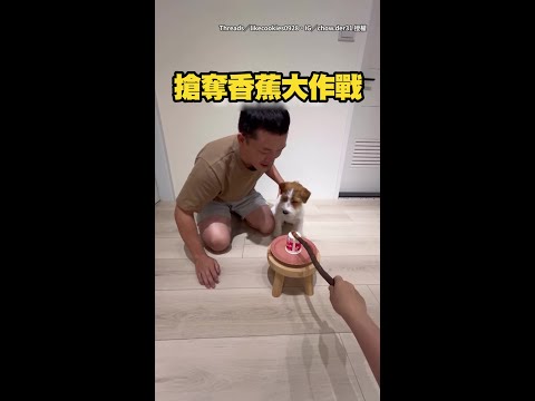 【這狗誰愛當誰當】香蕉被爸爸搶先吃掉　小狗傻眼：你多餓？ #Shorts thumbnail