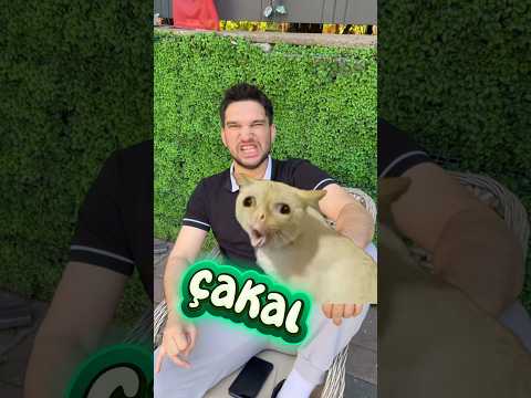 Erkeklerin vs kızların kedilerine koyduğu isimler thumbnail