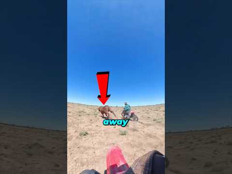 Modern Style Cowboys Use Dirtbikes thumbnail
