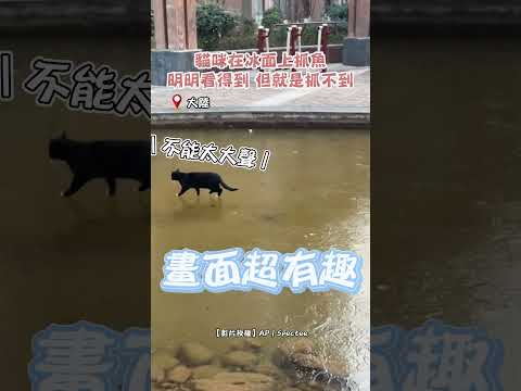 貓咪在冰面上抓魚 明明看得到 但就是抓不到 #shorts #貓咪 #池塘 #結冰 #抓魚 #抓不到 #滑倒 #可愛 #有趣 #貓｜觸咪 thumbnail