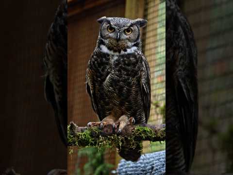 Wildwood: Finding Inspiration at the Bird Alliance of Oregon thumbnail