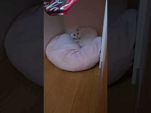 今のシロ。 #保護猫 #猫のいる暮らし #猫 thumbnail