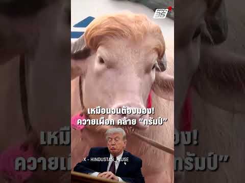 เหมือนจนต้องมอง! ควายเผือก "คล้ายทรัมป์"  | PPTV News | 19 พ.ค.69 thumbnail