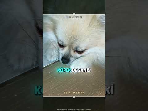 Köpeği Sahibine Çiçek Topladı 😢 thumbnail