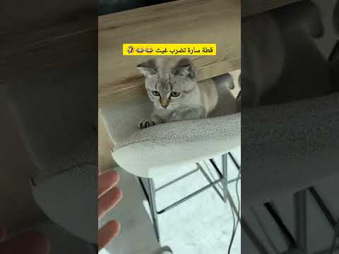 قطة سارة تضرب غيث 😂 #غيث_مروان #saraaalwari #سارة #حامل #بيبي #قطة #ترند #ضحك #طفل #ghaith_marwan thumbnail