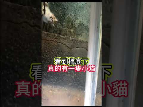 他用這個方法救貓！感動千萬人🫣 #感動 #貓#shorts 小林Lin’s life thumbnail