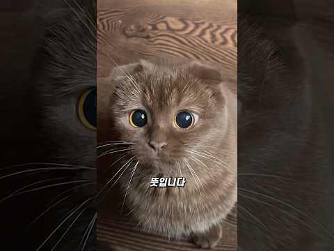 고양이 집사들이 저지르는 위험한 실수 thumbnail