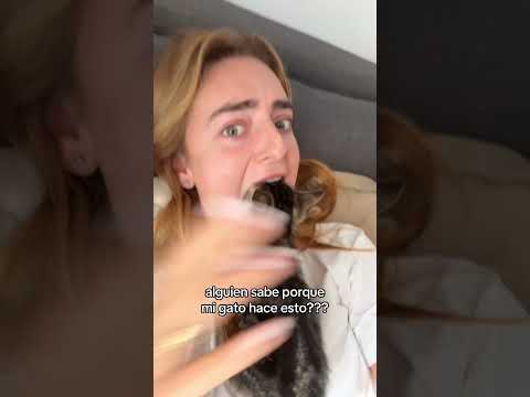 Tengo miedo algún día me lo como sin querer #humor #gatos thumbnail
