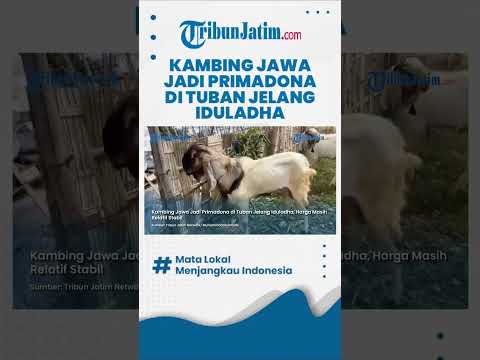 #shorts  HARGA MASIH RELATIF STABIL, Kambing Jawa Jadi Primadona di Tuban Jelang Iduladha thumbnail