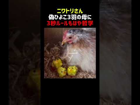 ニワトリさん 偽ひよこ3羽の母になる thumbnail
