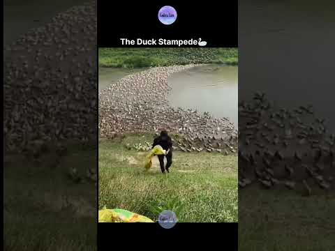 The Duck Stampeded 😍 thumbnail