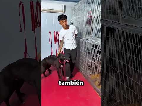 Salvo A Los Perros De La Lluvia 😱 thumbnail
