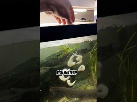 Electric eel fish tank feeding thumbnail