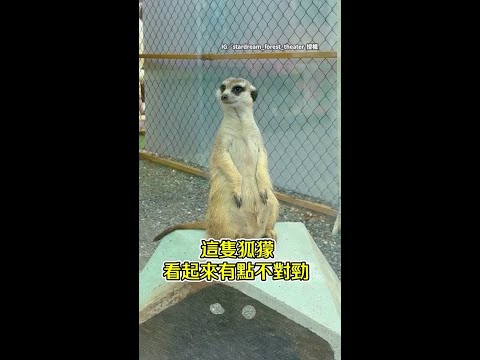 【超萌事故】狐獴站崗突然強制關機！　下一秒悲劇了QQ #Shorts thumbnail
