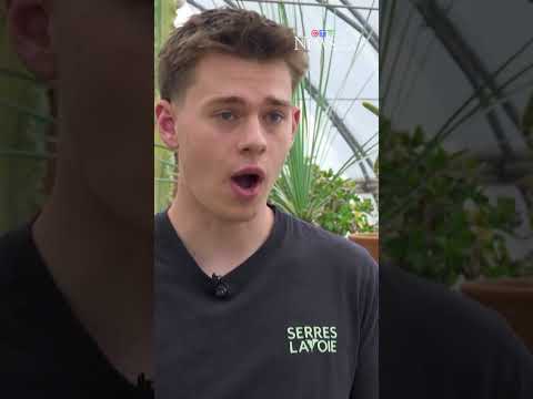 Quebec's growing illegal plant trade a danger to the environment thumbnail