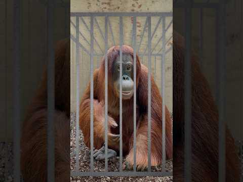The Ape That Couldn’t Be Contained 🦧 thumbnail
