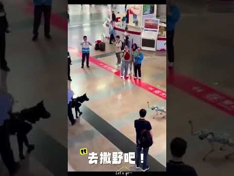 机器狗对上警犬，北京西站当传统警犬遇到现代机器狗警犬  ，发生了激烈对垒！机器狗还调皮的抬起一个爪子打招呼 ? #机器人#robot #机器狗 thumbnail