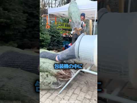 クリスマスツリーの包装機に入ったら起きたこと ? thumbnail