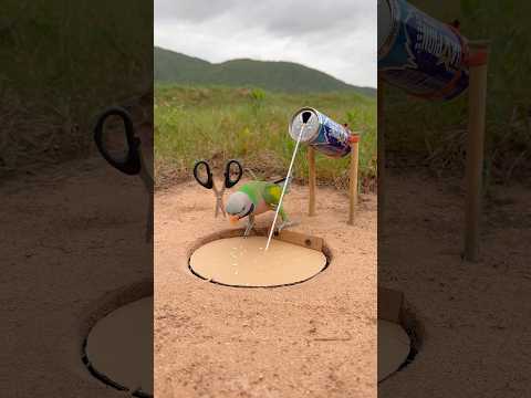 Creative Awesome Unique Parrot Trap #shorts thumbnail