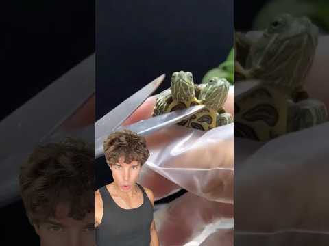 La tortuga de dos cabezas thumbnail