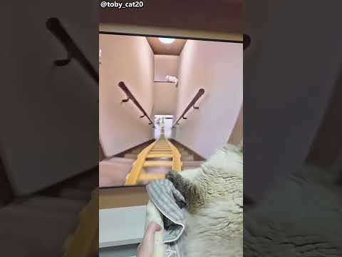 حط قطوته قدام شاشة وشغّل لها فيديو قطار مليان قطط ?? thumbnail