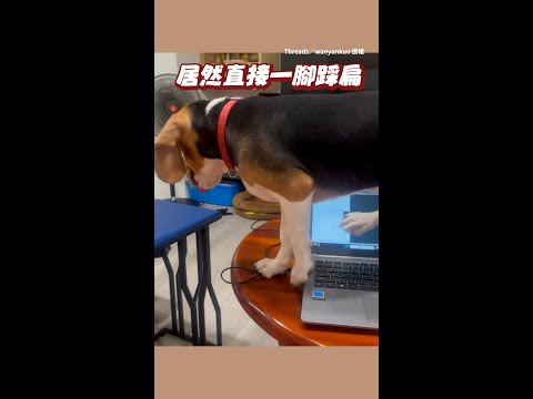 【以為自己是貓？】狗上桌好像貓　剛碎念完牠下秒直接踩扁筆電 #Shorts thumbnail