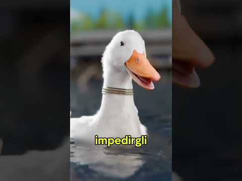IL METODO DEI PESCATORI ASIATICI PER PESCARE TANTO IN POCO TEMPO thumbnail